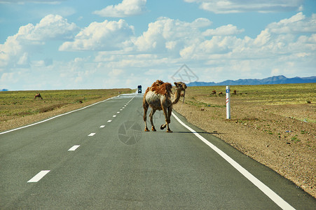 古昭公路跨越公路的骆驼Bactrian或两合一的骆驼戈比沙漠蒙古尔万赛汗夏天牧羊人背景