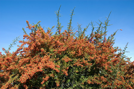 明尼斯叶子绿堆满浆果的皮拉坎塔灌木图片