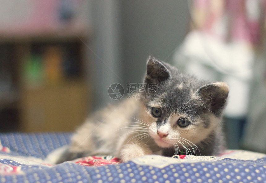 毯子上的小奶猫图片