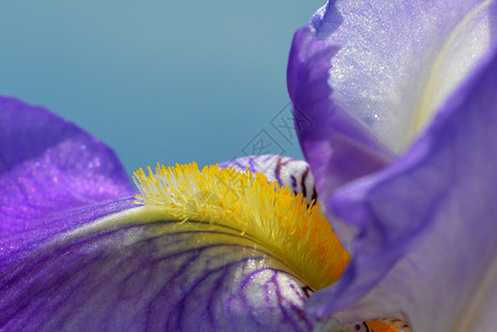 紫色花香蓝鸢尾特写夏天图片