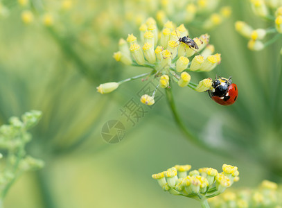 漏洞瓢虫自然花朵上的Ladybug高清图片