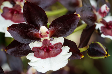花的园OrchidColmanara热带黑珍珠紧闭花头兰图片