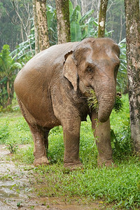 野生动物大象图片素材