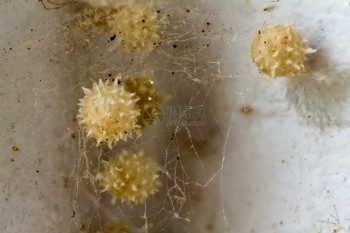 捕食者丝绸毒棕色的寡妇蜘蛛蛋袋保护在厚的蜘蛛丝后面图片