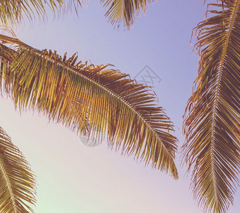 旅行具有棕榈花纹和天空的回春热带复棕榈树背景伯利兹木图片