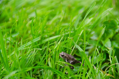 草地里的青蛙图片