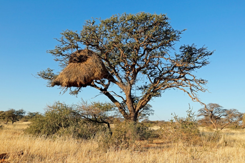 分支机构菲莱泰鲁斯南非洲刺树南有大量可感织物的大型社区巢穴栖息地图片