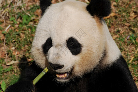 小动物真可爱的大熊以绿竹为食一种射击高清图片素材