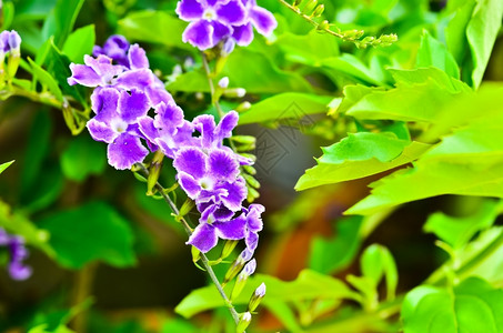 植物群叶子白开花紫色的图片