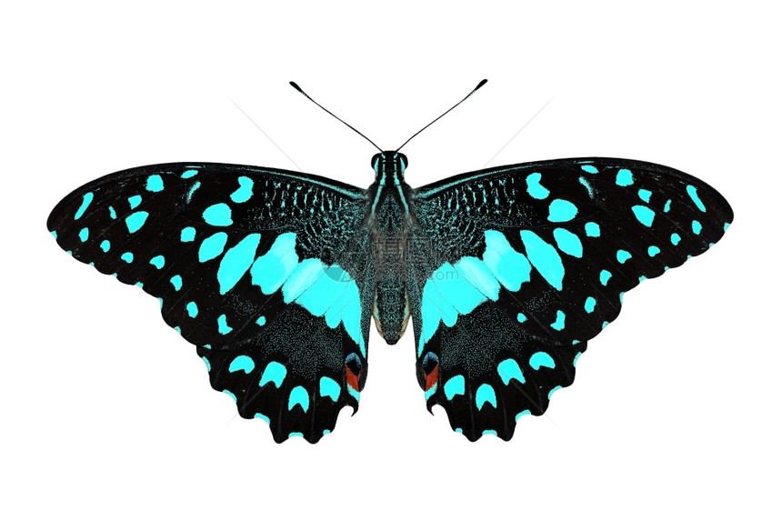 颜色白背景上孤立的异国蓝色蝴蝶害虫的图片