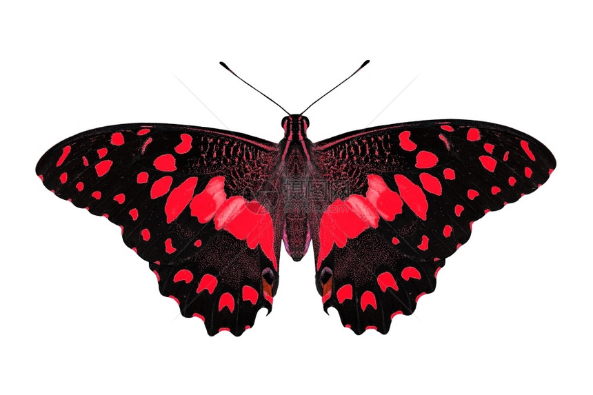 动物颜色白背景上孤立的外来红色蝴蝶爬行图片
