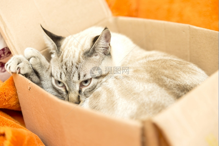躲在箱子里的可爱猫咪图片