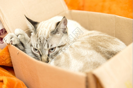 躲在箱子里的可爱猫咪爪子高清图片素材