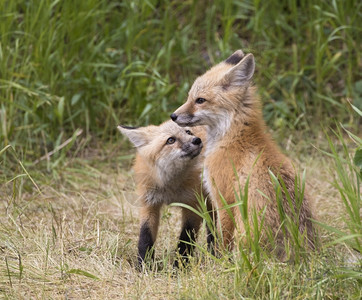草地里的狐狸怀俄明州高清图片素材