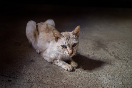 趴在地上的猫咪图片