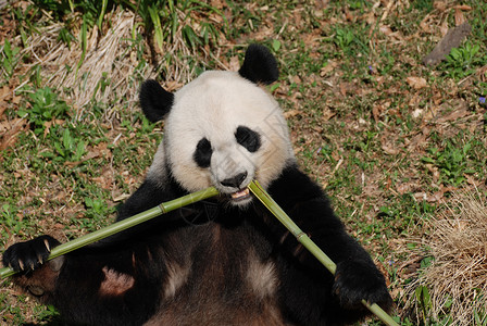吃零食竹子的巨大熊猫从中间射出竹笋自然摄影高清图片