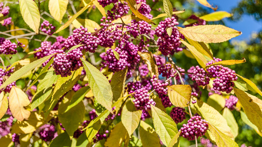美丽灌木落下秋天有成熟水果的碧莓树图片