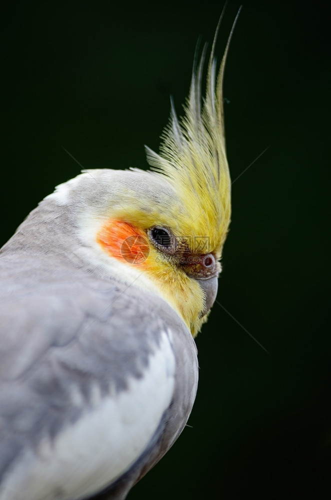宠物明亮的美丽玄凤鹦鹉Nymphicushollandicus特写头部轮廓热带图片