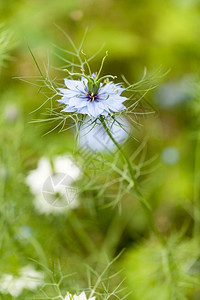 或者美丽的开花紧闭NigellaDamaascena花蓝或白图片
