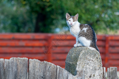 站在木桩上的猫咪图片