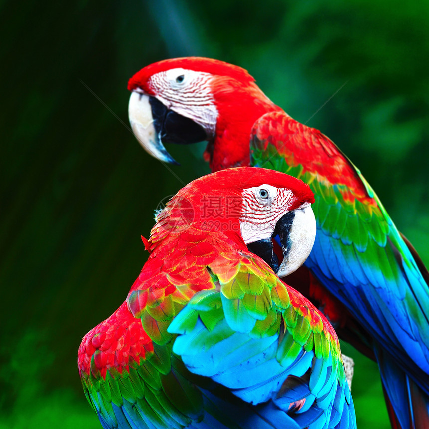 轮廓明亮的美丽鹦鹉鸟绿翼麦考站在日志上背面侧写蓝色的图片