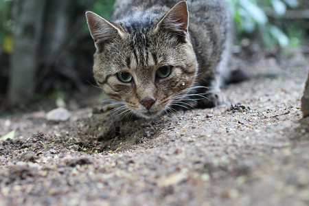 灰色的猫咪图片