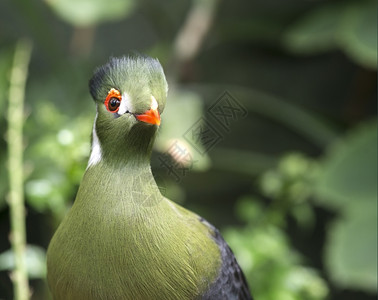 杜丘动物园中的青乌拉果鸟凤头非洲自然图片