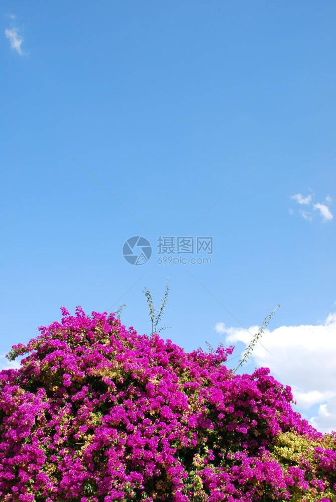 布甘维拉执着别墅紫花和蓝天空背景的美丽布加维拉斯紫色花朵和蓝天背景图片