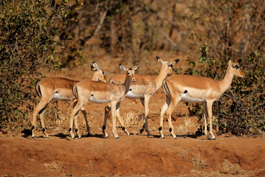 物种一群黑斑羚羊Aepycerosmelampus克鲁格公园南非团体户外图片