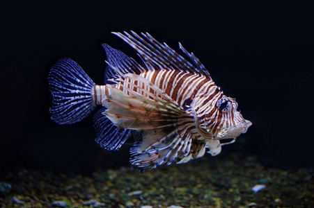 莫斯科动物园水族馆的狮子鱼火挥发物一种图片