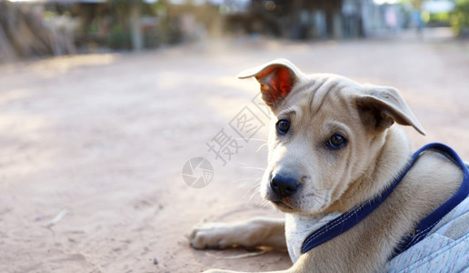 教犬类一只泰国小狗等待主人回家动物图片