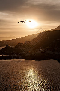 日出海鸥在落时天空中飞翔海面上背景是山脉海鸥在日落时天空中飞翔超过水图片