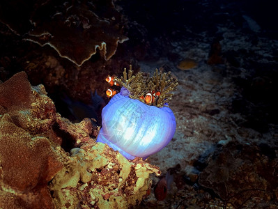 海洋水下艺术在黑暗中带着小丑鱼的阿雷蒙蓝色海葵高清图片
