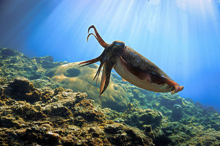 浅光线珊瑚礁上的好奇锥墨鱼野生动物梁水族馆高清图片