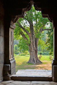 树BaraGumbad寺庙Lodi花园印度德里绿色古老的图片