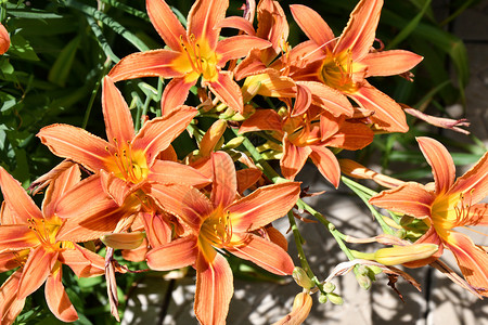花束的百合夏日园Lily橙色图片