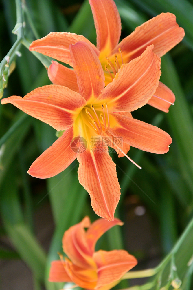 美丽夏天花朵日的园Lily橙色图片