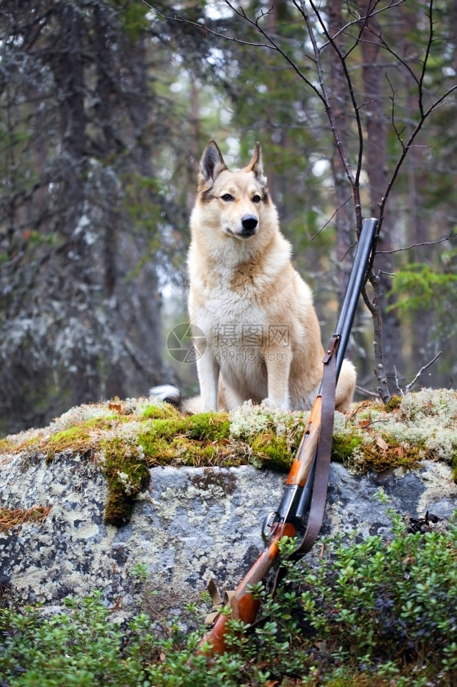 户外自然森林和背景的猎犬安全图片