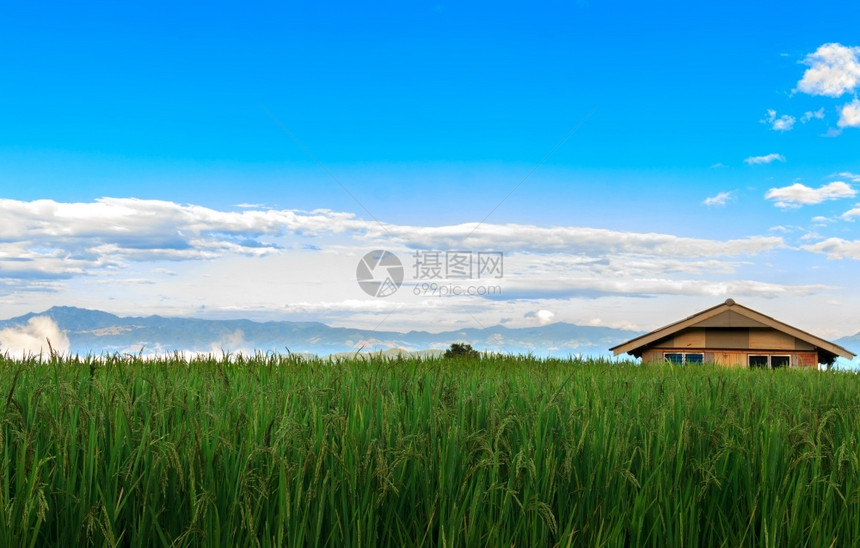 字段山谷中的小型房屋稻田和美丽自然平静的景象背图亚洲人户外图片