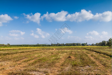 植物泰国有蓝天的稻田空收成图片