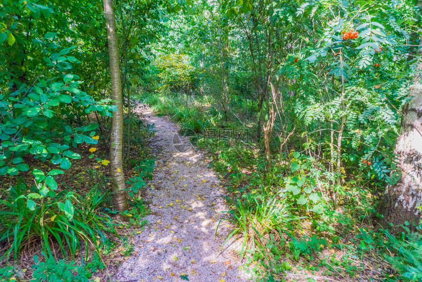 公园夏天一种绿色森林地貌的小型步行路图片