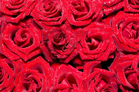 美丽的新潮湿红玫瑰背景色礼物浪漫感图片
