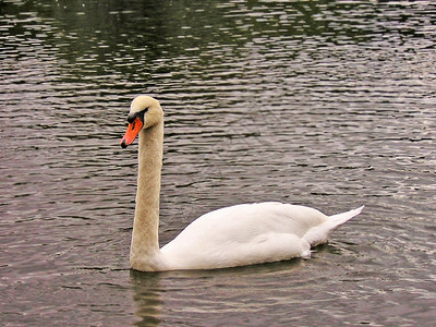 沉默的在池塘中央游泳的白色大天鹅肖像美丽图片