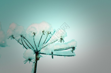 冰冷冻森林冬季风景边场冻结的花朵图片