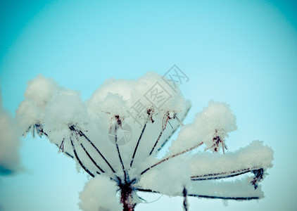 寒冷的美丽冬季风景边场冻结的花朵深图片