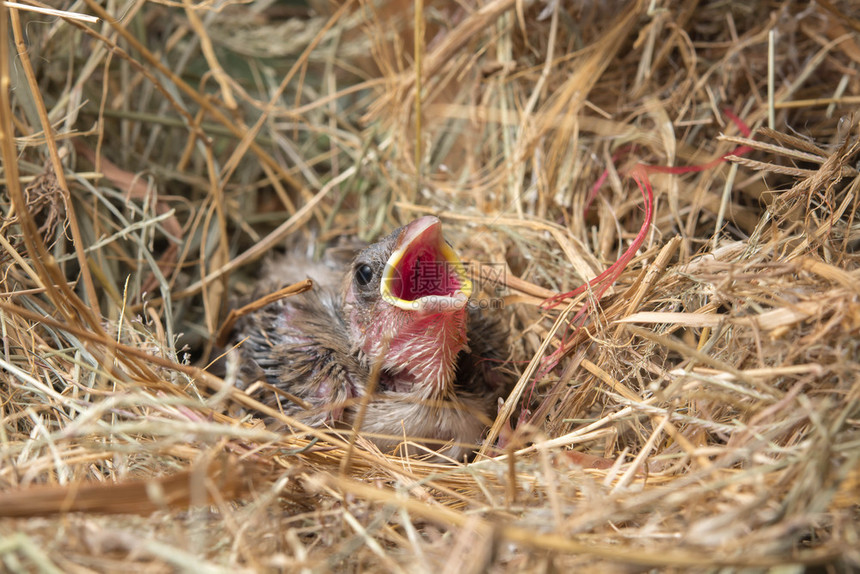 鸡鸟巢中饥饿的幼喂食棕色图片