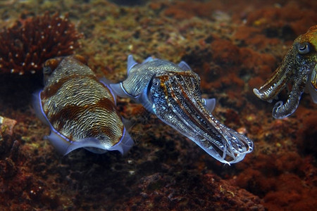 海鱼泰国PhiPhiPhi的Palong潜水场珊瑚图片