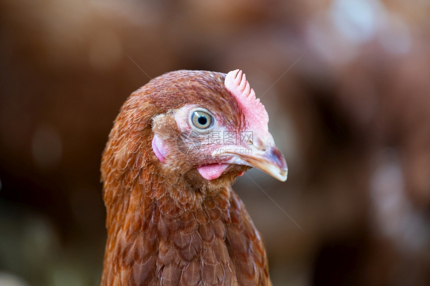 动物棕色的鸡农场母家禽图片