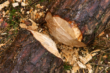砍伐的树木森林的树桩干桩柴老化材料砍伐森林高清图片素材