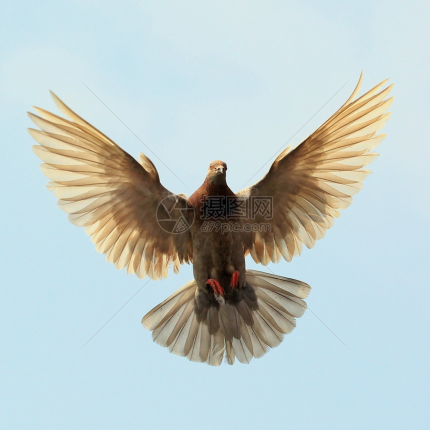 翅膀户外飞行鸽对天上美丽的空图片